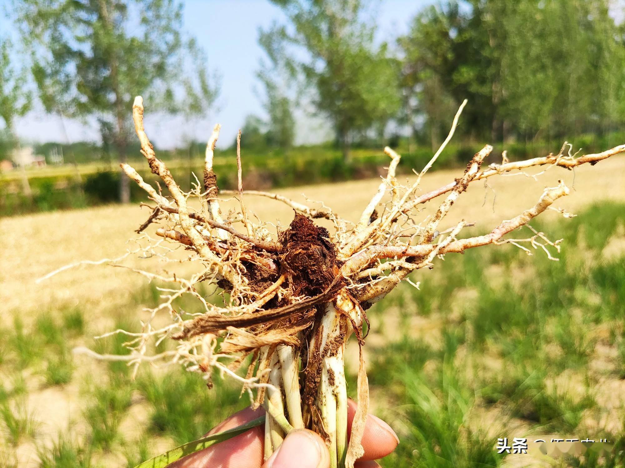 3亩中药材根部腐烂,怀疑为除草剂所致,农村大姐维权不按套路