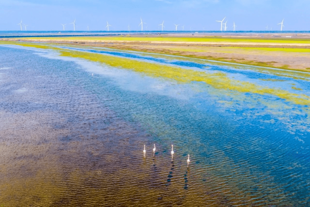 美丽生态梦幻黄海湿地