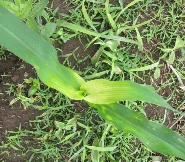 常用农药药害一览表超级实用