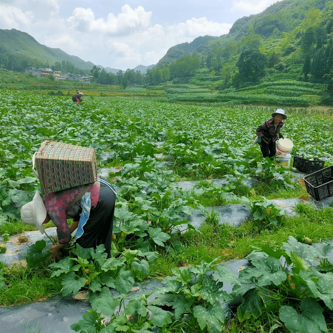 織金縣實興鄉蔬菜爭鮮上市群眾增收展笑顏