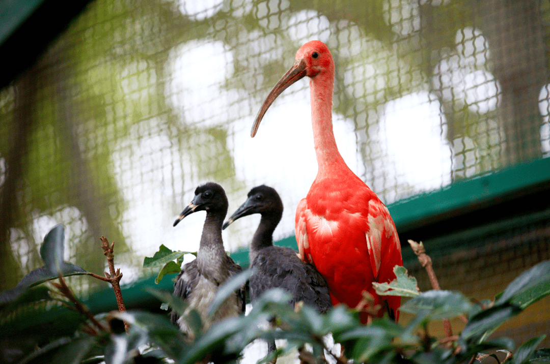 龍門海洋館,竹海野生動物園,欒川王府竹海景區漯河:神州鳥園周口:周口