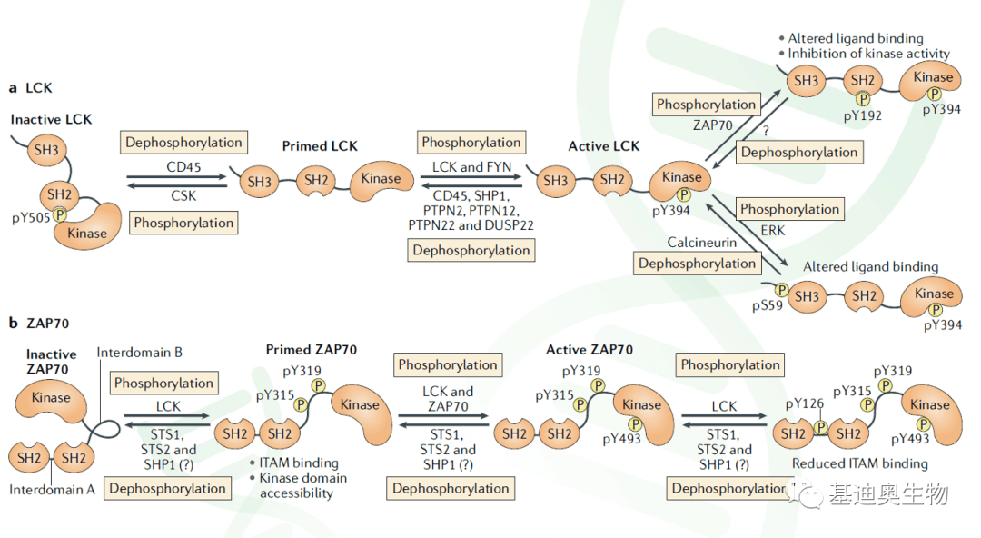 细胞免疫研究的核心通路tcellreceptorsignalingpathway下