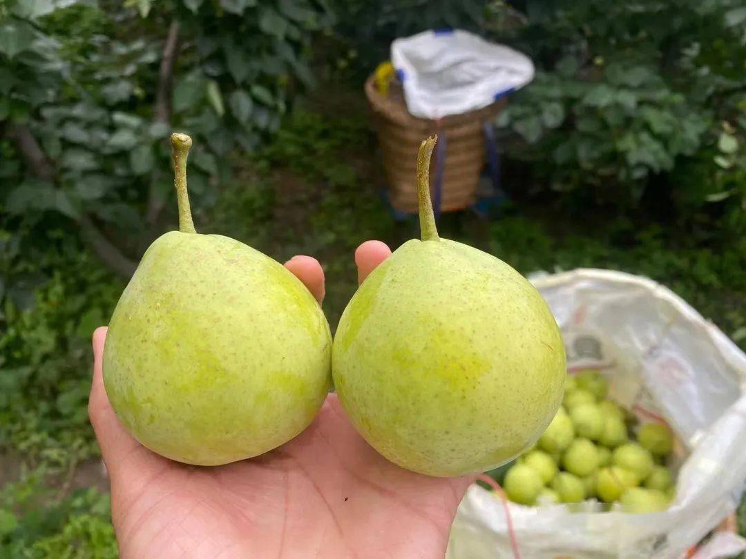 梨子界的矿泉水快来接住这份属于夏日的清甜