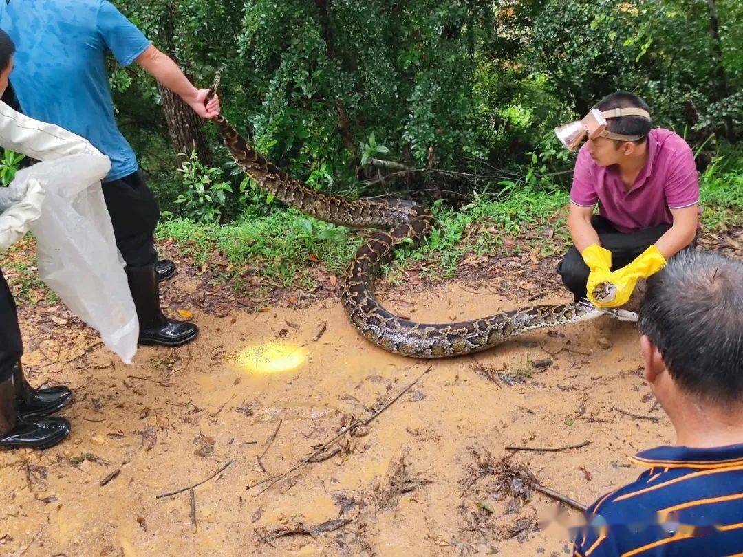 天热蛇出没!70斤蟒蛇进村"吞"山羊