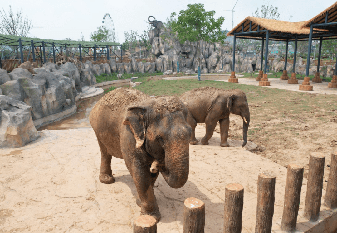 大象來了!徐州九頂山動植物園開園在即!_生活_過程_運輸