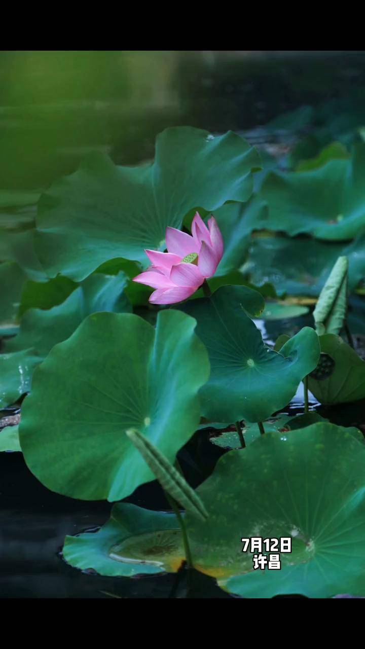 许昌护城河荷花图片图片