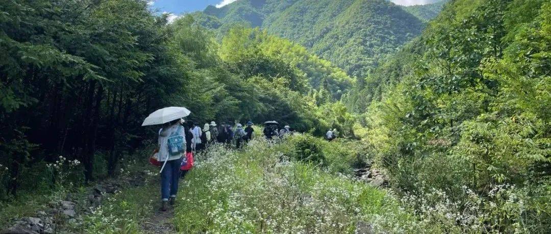唯有热爱可抵炎炎酷夏_植物_绣球_陈征海