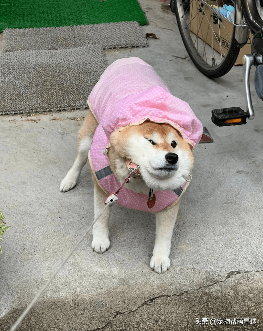 当一只有洁癖的狗子遇到下雨,铲屎官表示差点被逼疯_狗狗_twitter_可