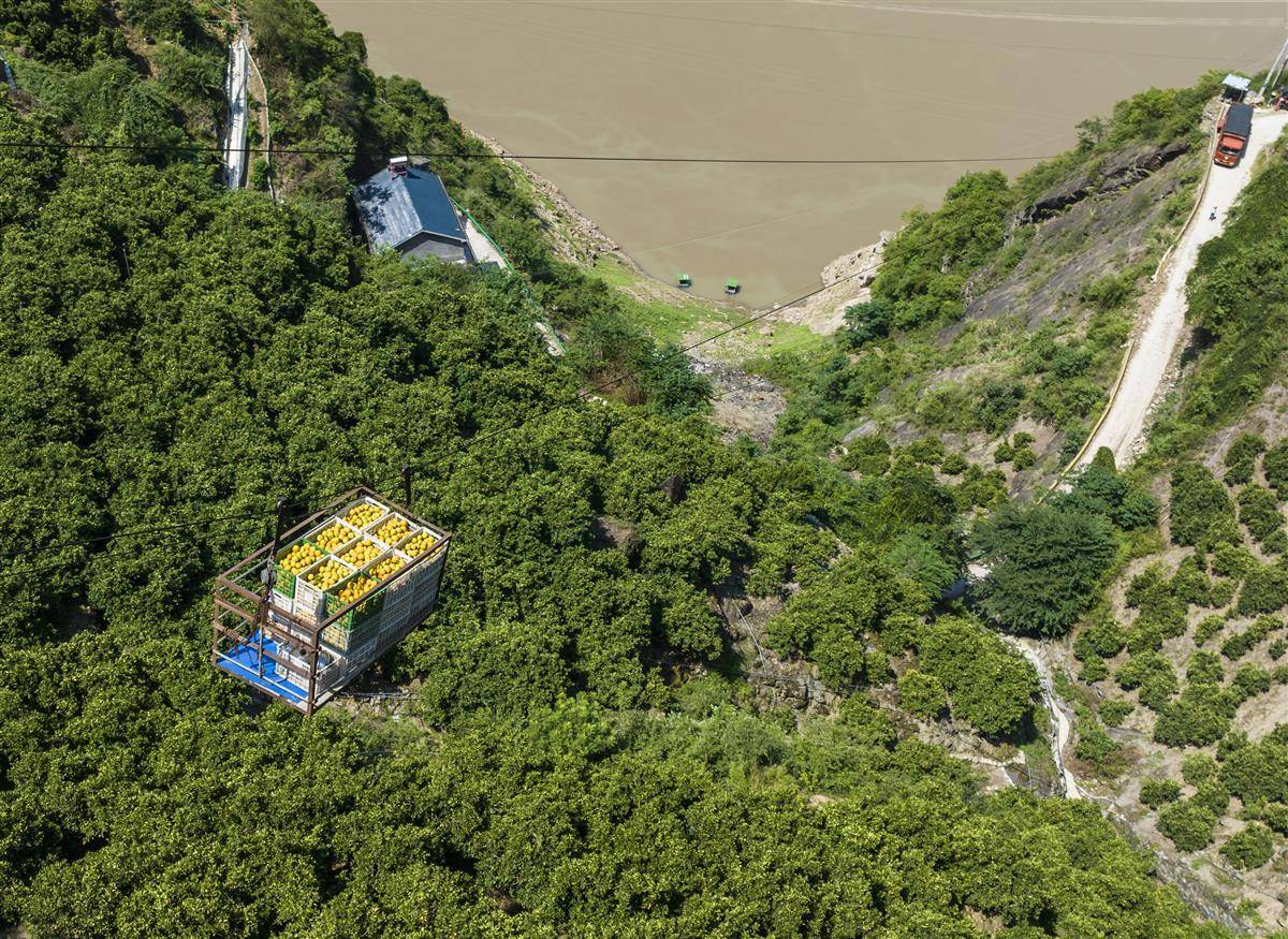 318条果园轨道助力秭归夏橙转运_泄滩乡_运输机_索道