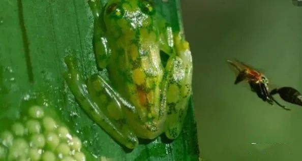 美国一男子收集数百万青蛙卵孵化出数十万青蛙专家却担心青蛙成蝗虫版