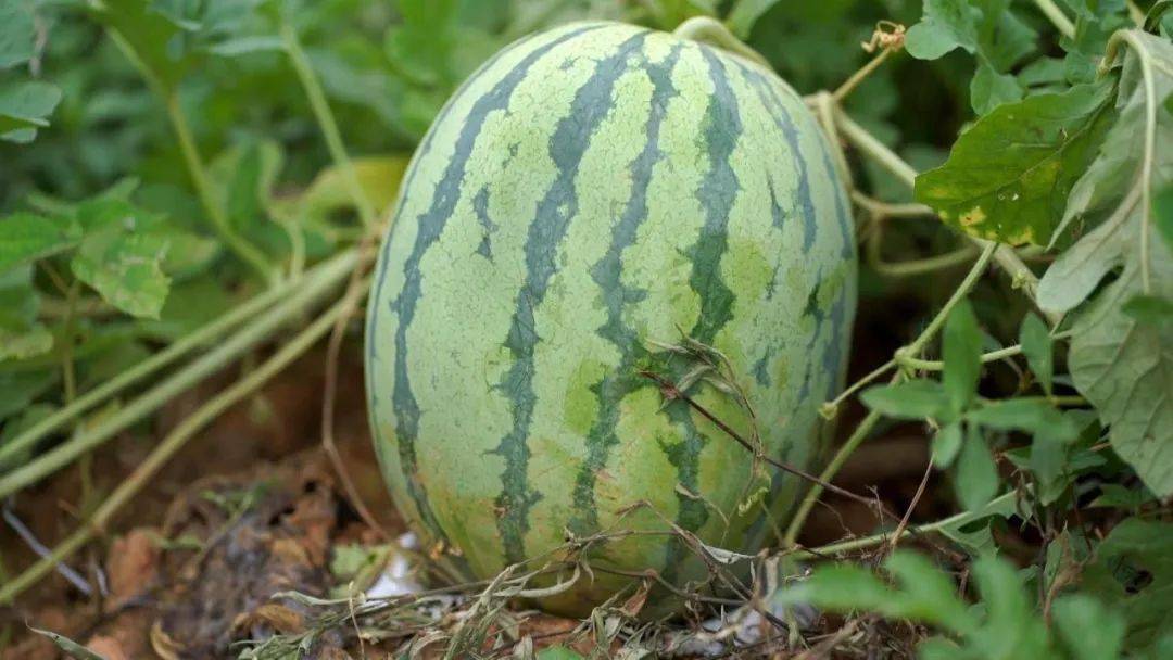 奋进新征程68建功新时代全面推进乡村振兴陶忠智种好榕江西瓜是我最