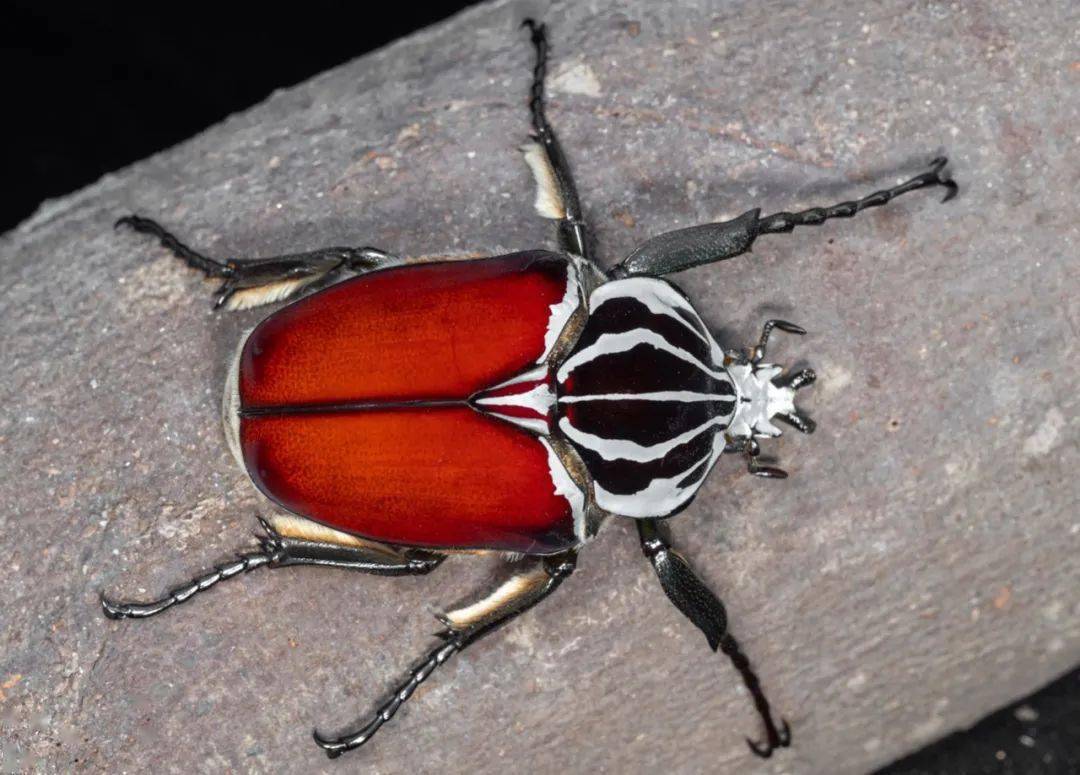 一日营|夏日昆虫记-甲虫营「7.16」_自然科学_课程_孩子