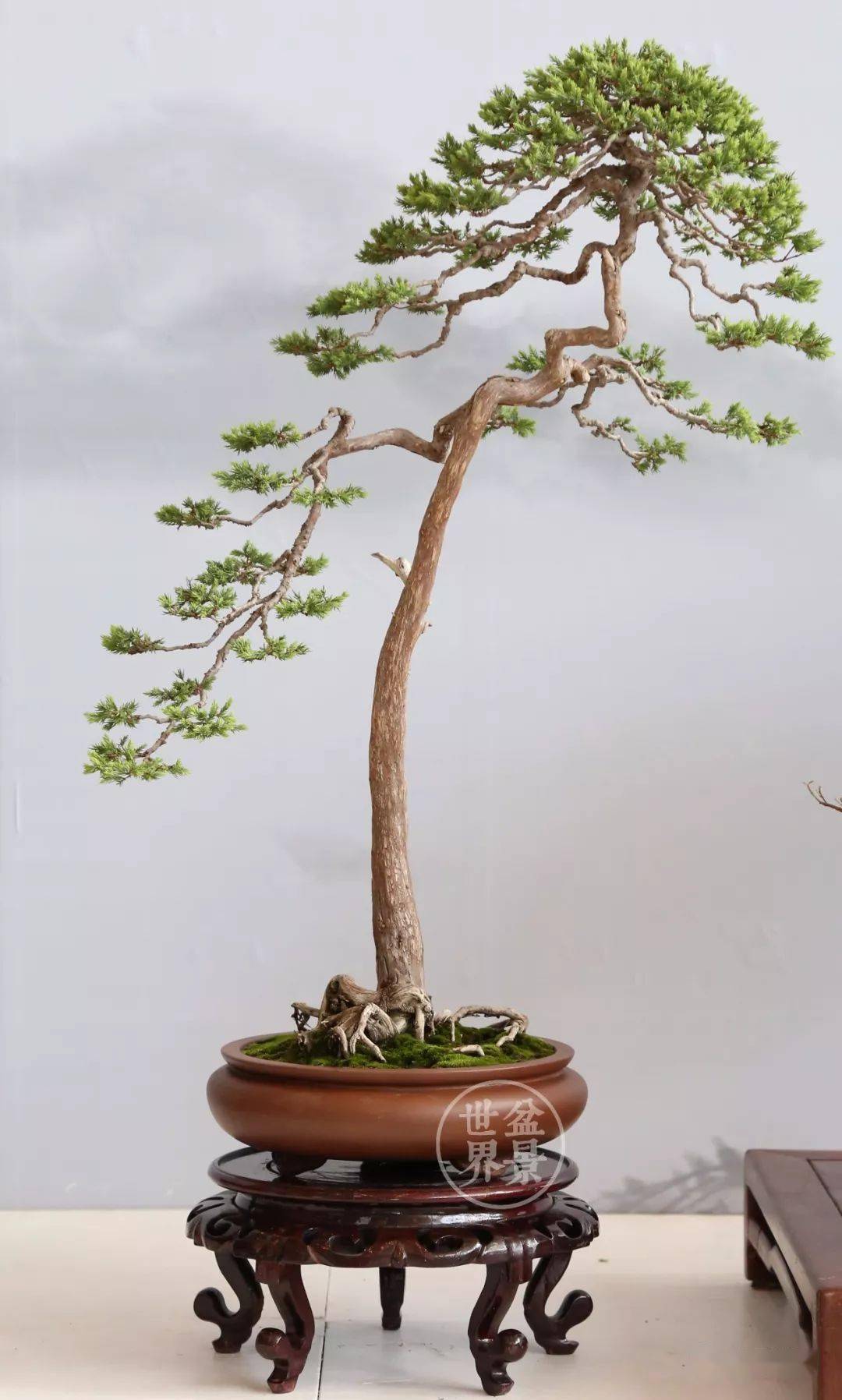 日本5金,中国台湾3金,加拿大1金丨盆景国际竞赛金奖作品排行榜_排名