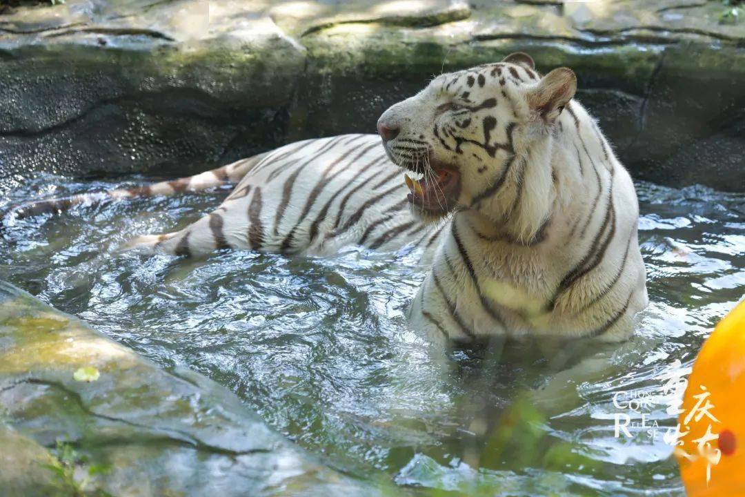 滚滚冲凉了超喜欢