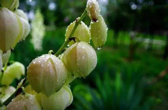 雨露中的鲜花欣赏_画册_图片_来源