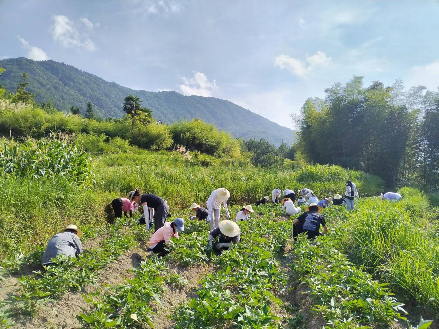 23位985大学生中午烈日下田锄草,干农活成劳动教育必修课可赚学分