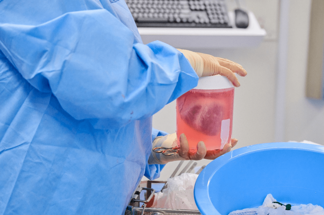 猪心移植要进入人体临床?美国又完成两例_langone_研究_朗格尼