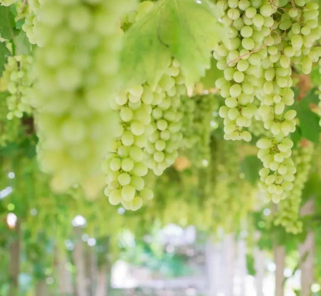 乐平小葡萄串起了致富大产业