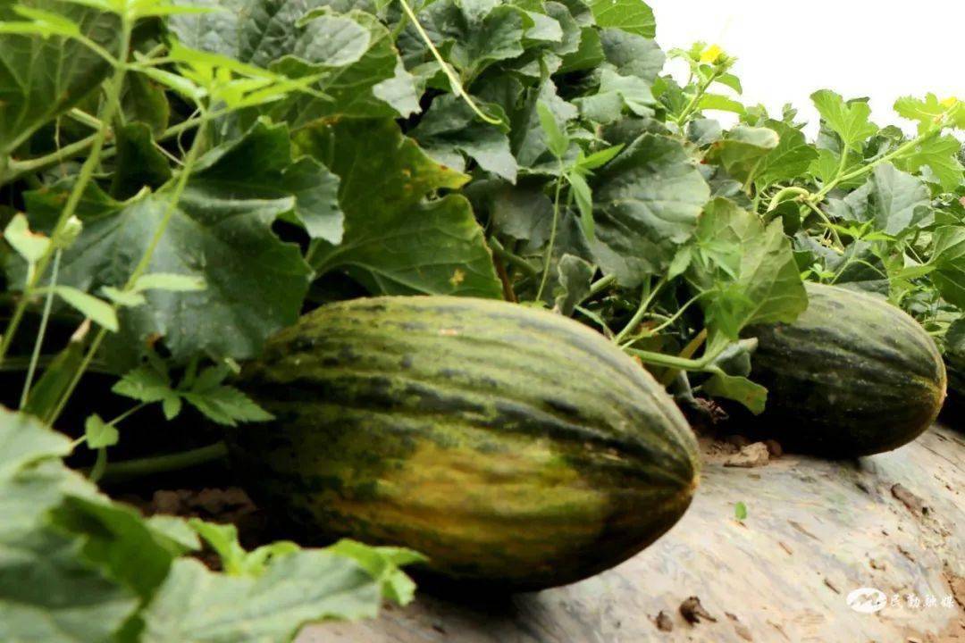 民勤县1000亩"斗牛小瓜"上市在即_疫情_沙海_通告