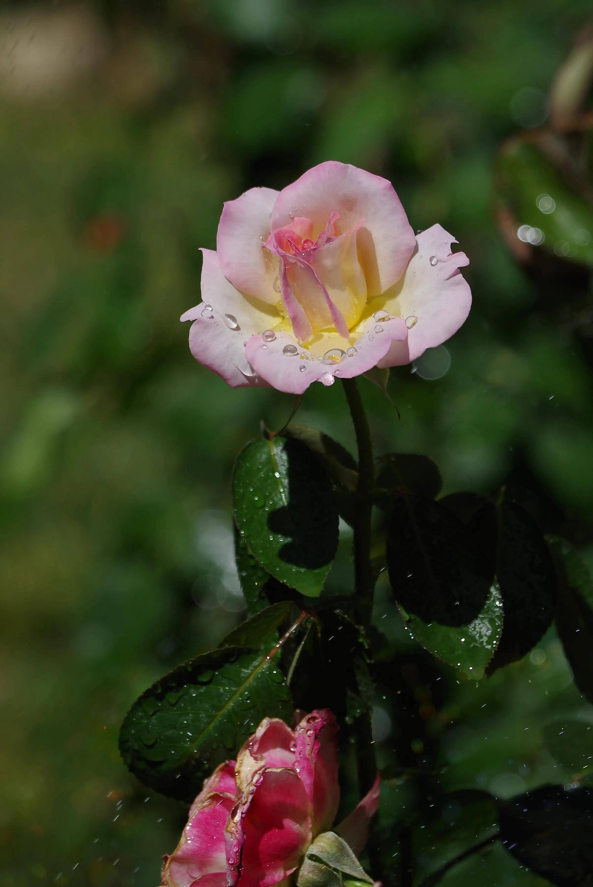 雨露中的鲜花欣赏_画册_图片_来源