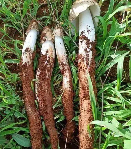 没有野生菌的夏天是不完整的,让我们一起做云南的"菇"勇者吧!_鸡枞_羊