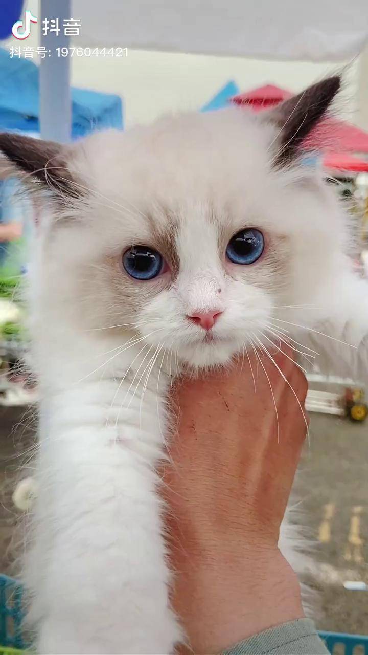 蓝眼睛小布偶猫 布偶猫_眼睛