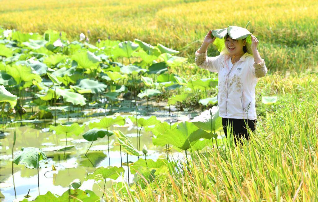 7月14日,朱霞摘了一片荷葉遮陽.