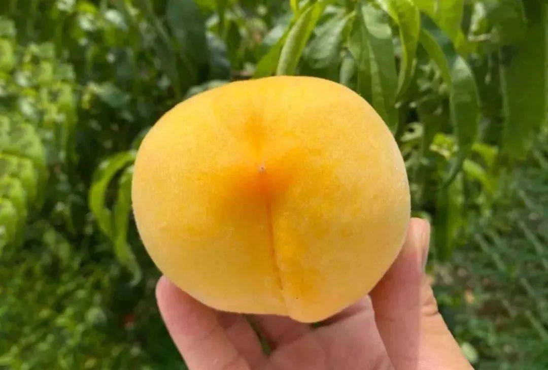 超100斤锦绣黄桃大量成熟31.9/箱!