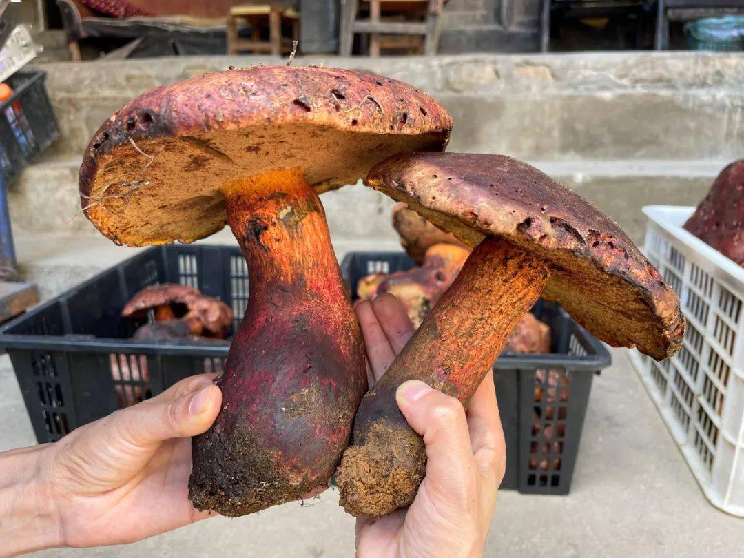 保山 | 龙陵黄连河:傈僳山歌飞 深山松茸香