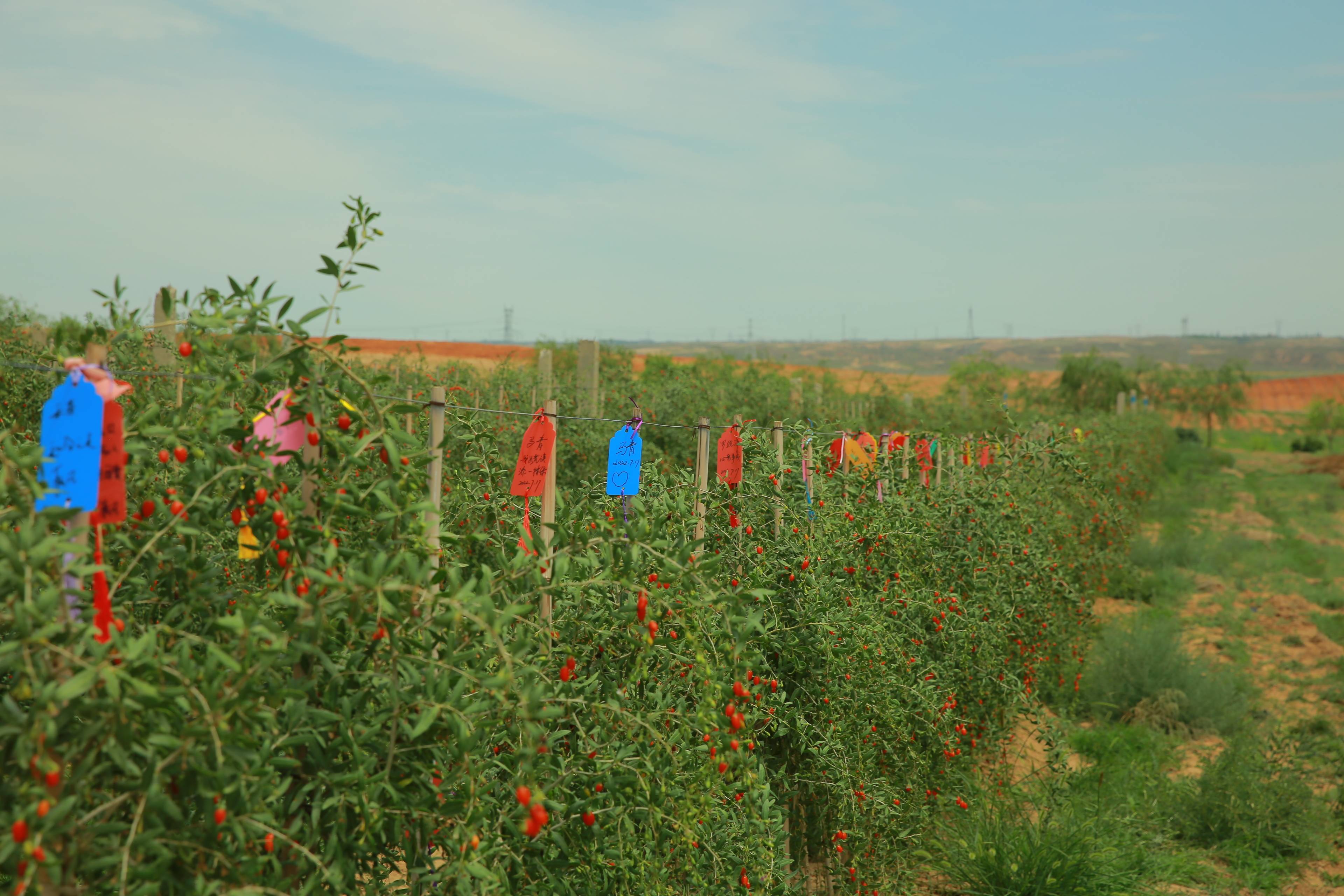 "我为荒漠添一抹绿"暨百瑞源品质溯源之旅圆满结束_枸杞_宁夏_来自
