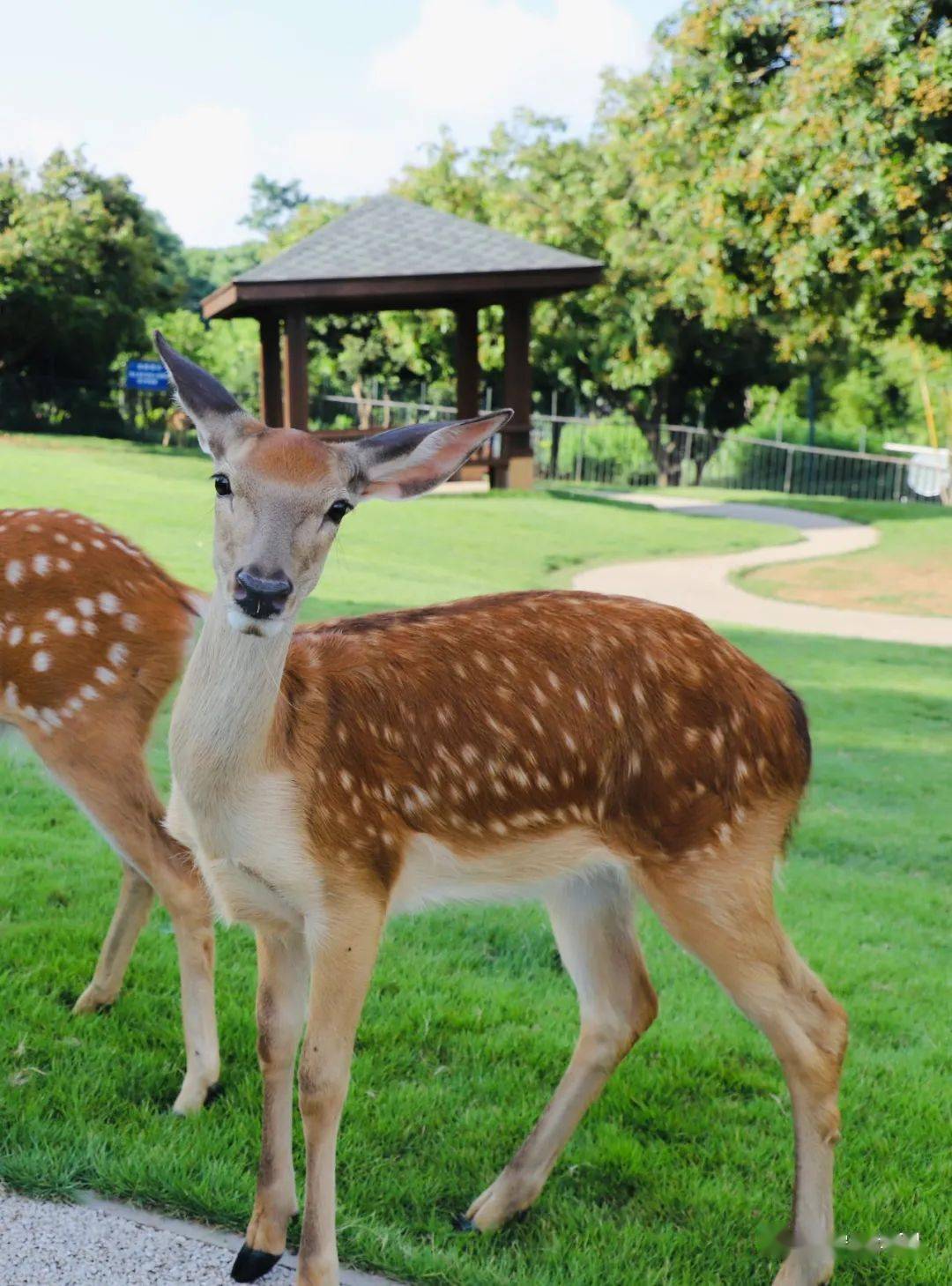 有奖征名新梅初绽为鹿苑新生的萌鹿宝宝起名吧