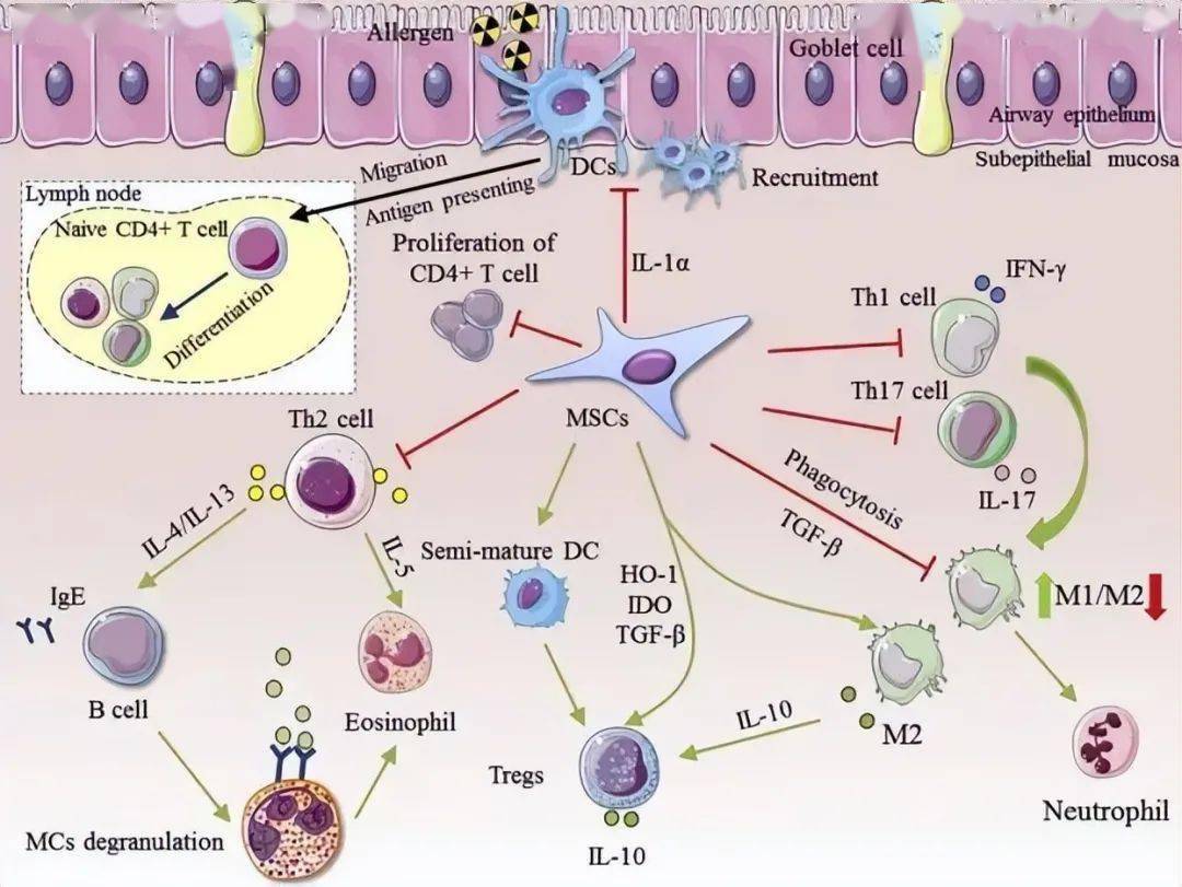 间充质干细胞对哮喘的免疫调节作用在哮喘的发展过程中,间充质干细胞