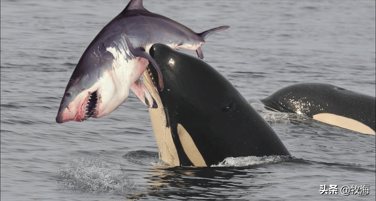 虎鲸和鲨鱼谁最厉害图片