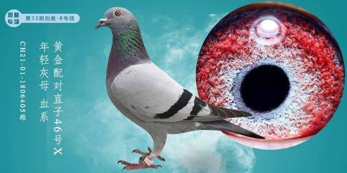 奶酪专场第33期拍卖8号鸽ch21011806405雌黄金配对直子46号x年轻灰母