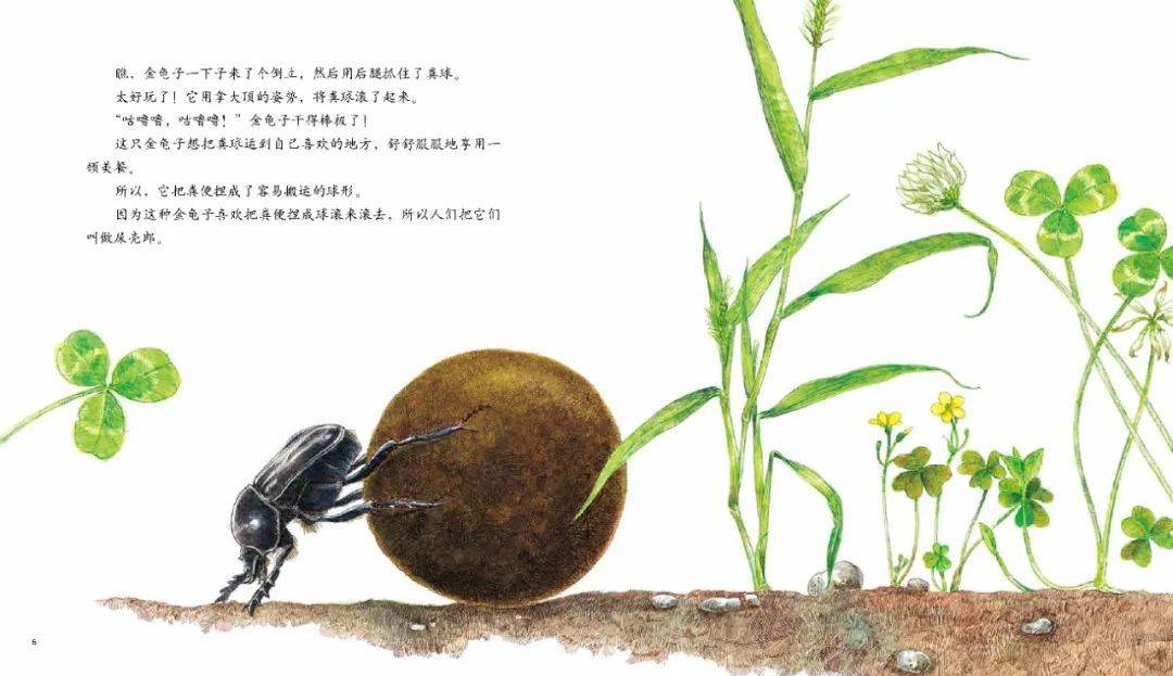 食粪虫推粪球能有多稀罕?