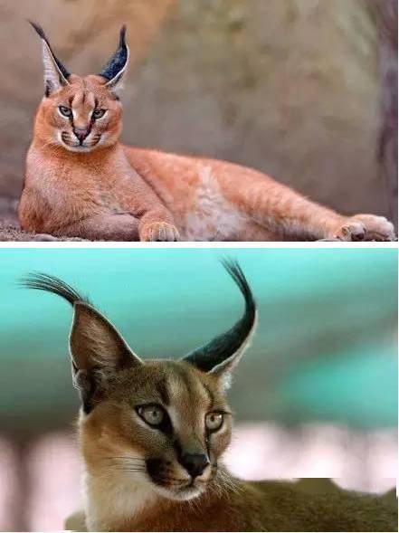 天生双马尾配烟熏妆,温柔彪悍的狞猫让人太想吸了!_耳朵_小时候_样子