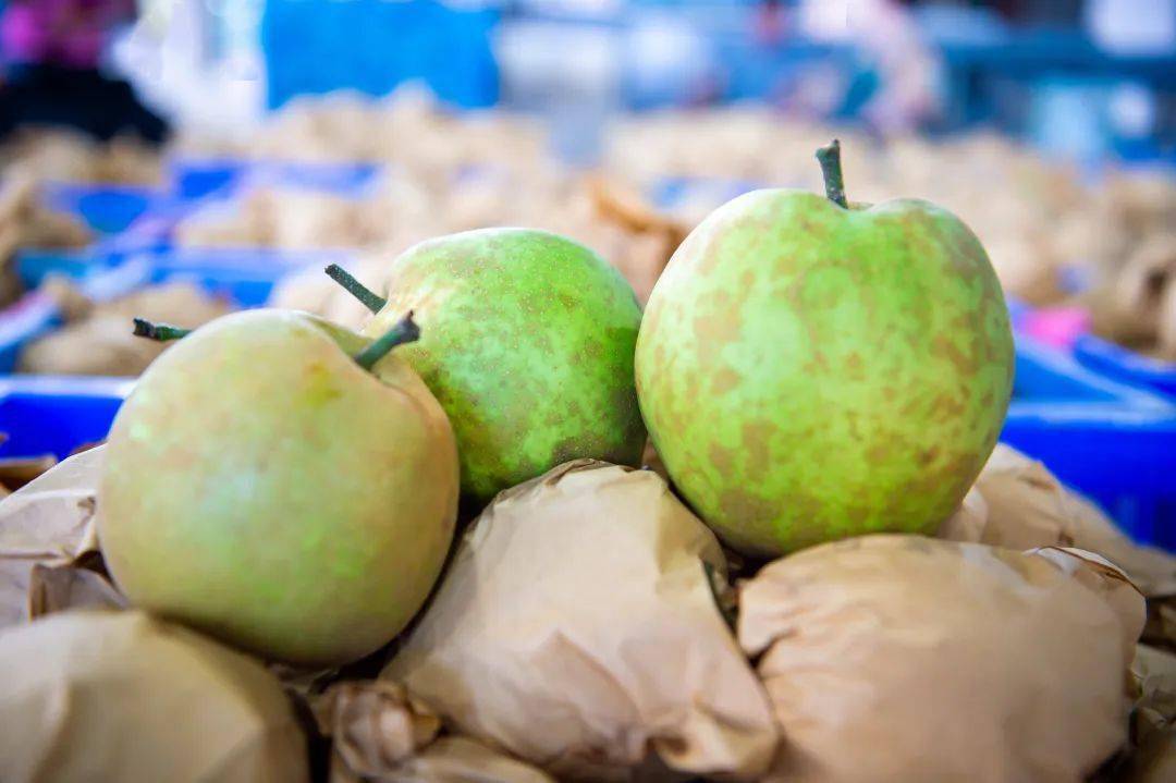 长寿之乡浙江桐庐钟山蜜梨开摘啦承包你整个夏天的甜蜜