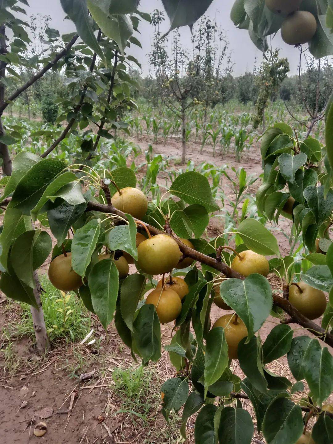 活动_果园_衡水