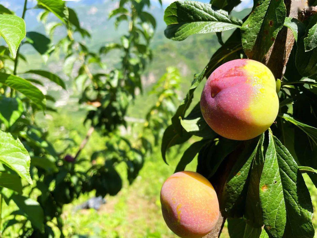 记者在种植基地看到,成片的槜李树郁郁葱葱,一枚枚暗紫色的槜李缀满