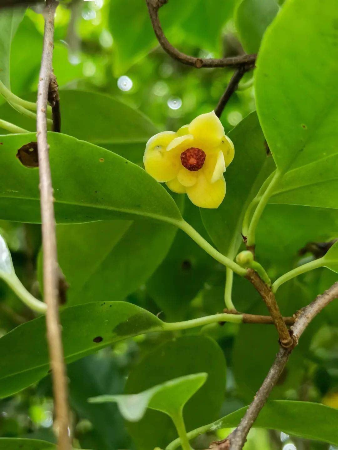 南五味子我帮你育娃你为我传粉