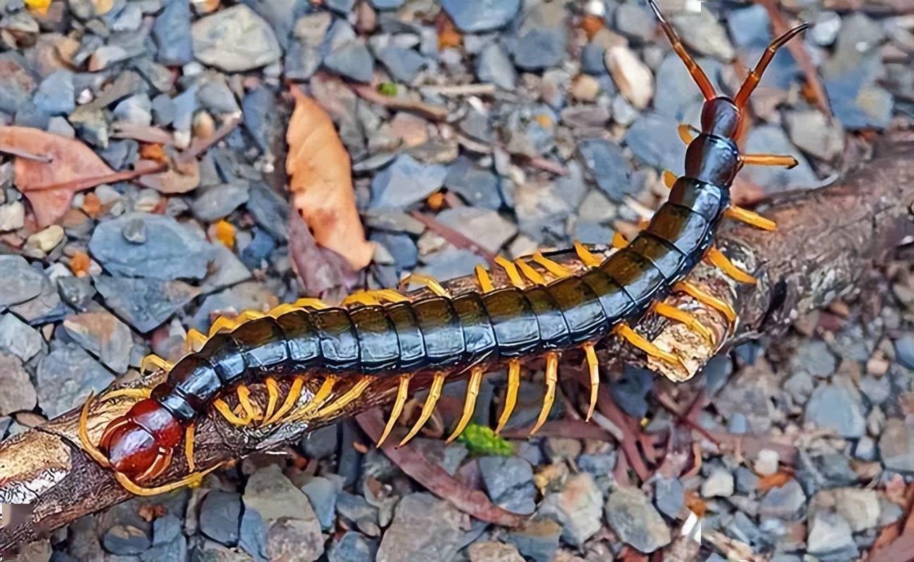 农村常见的几种毒虫,个个都是名贵的中药_水蛭_蜈蚣_毒性