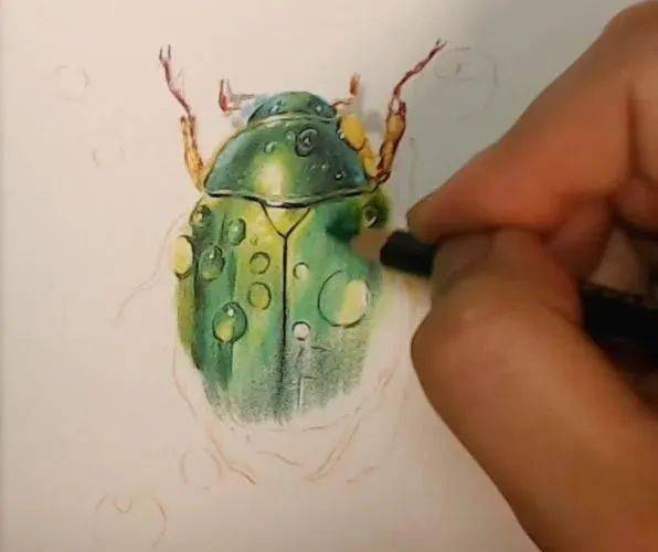 金龟子怎么画彩铅图片