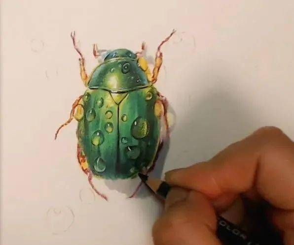 金龟子怎么画彩铅图片
