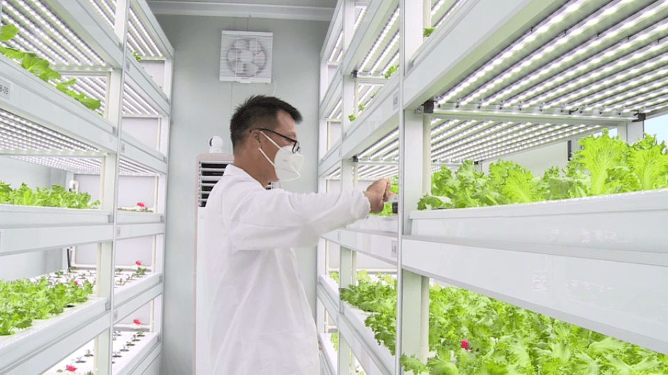 垂直农业研究中心是干什么的?_种植_张悦阳_农作物