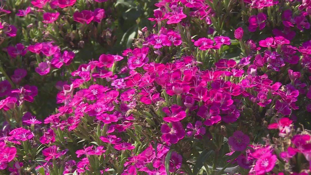 家门口的幸福地标|石家庄市花卉园:汇聚百余种花卉植物 打造多层次