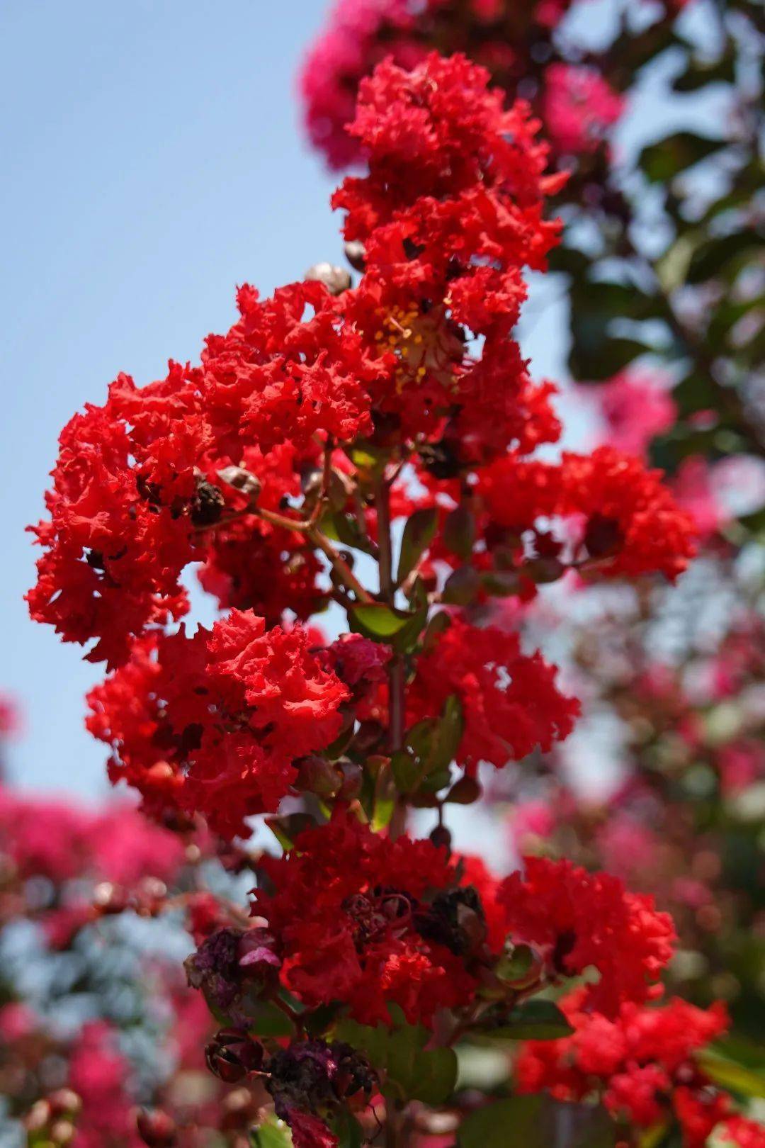 药王谷万株紫薇花绽放,约拍吗?_太行_峰峰_开花