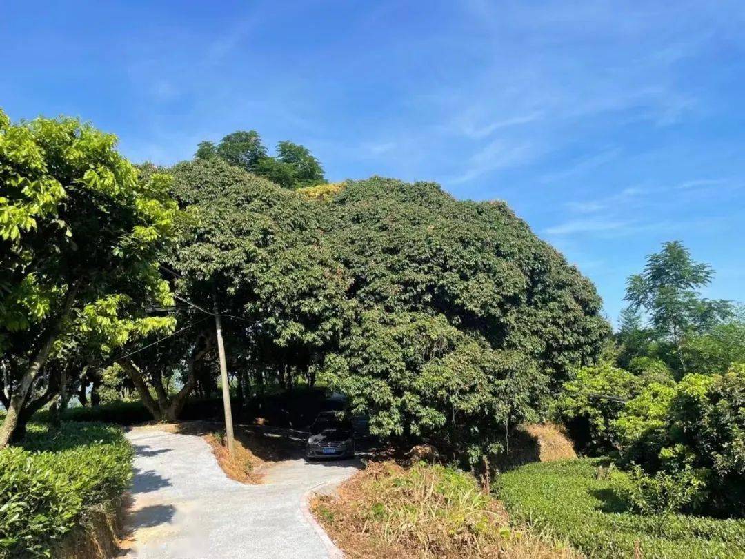 福安湾坞有个百年荔枝园清甜可口等你来采摘