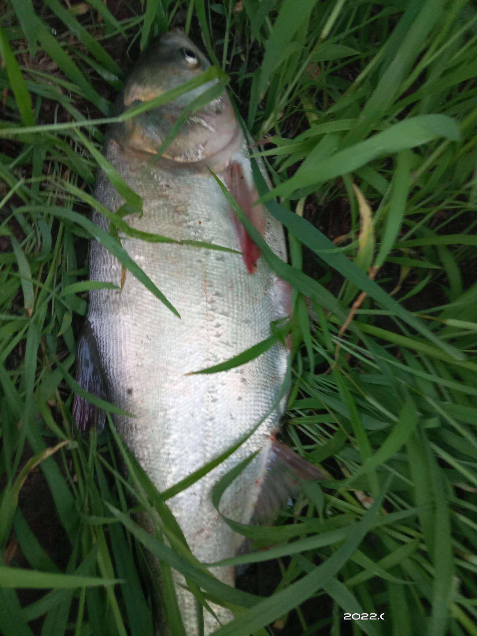 「7月鱼获」水怪钓鲢鳙雾化是关键,舍不得饵料上鱼难_钓友_小时_大坝