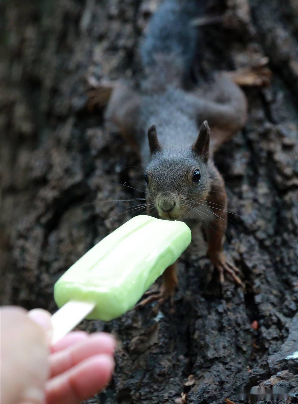 沈阳大暑节气市民给松鼠吃雪糕降温