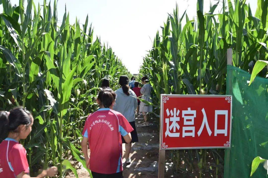 玉米迷宫今日开园_游戏_八一乡_田海霞